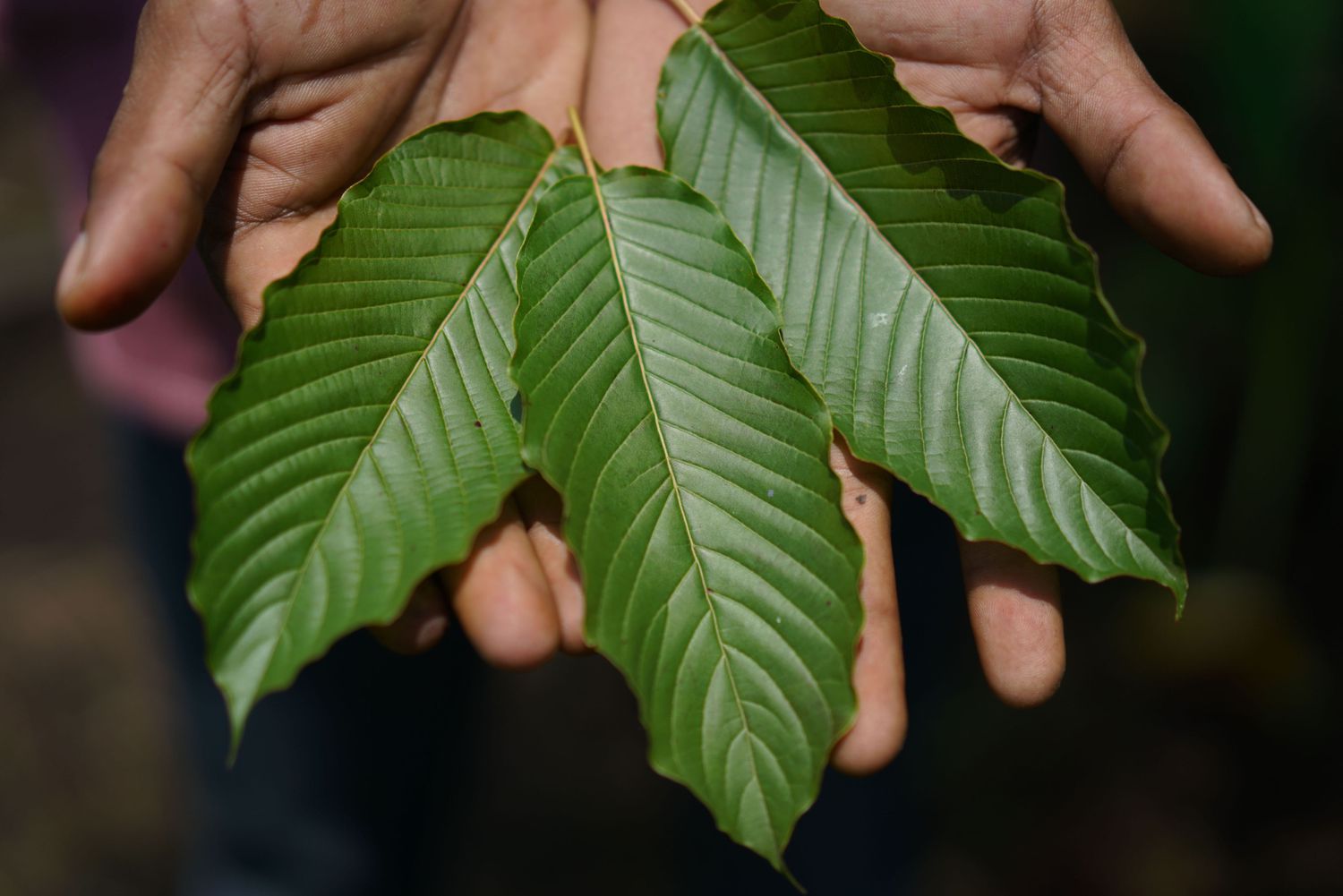 white vein kratom strains